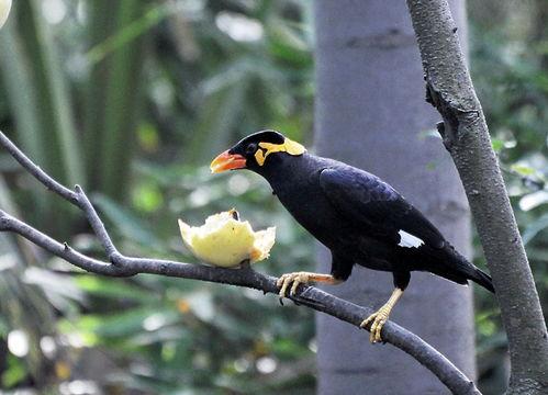 小花爆料鸟大爷视频网址,鸟大爷视频网址引发网友热议